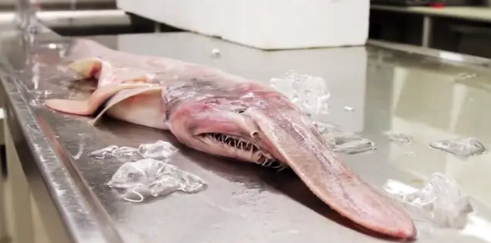 and its appearance has gone viral on the Internet. and its appearance has gone viral on the Internet.