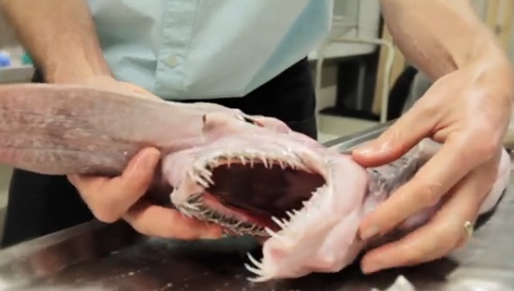 and its appearance has gone viral on the Internet. and its appearance has gone viral on the Internet.