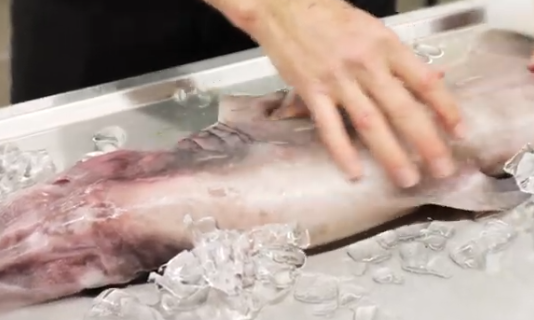 This is definitely not an Earth creature! A "goblin shark" was spotted in the deep sea of Australia This is definitely not an Earth creature! A "goblin shark" was spotted in the deep sea of Australia