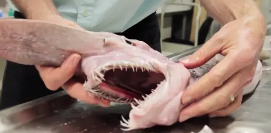 and its appearance has gone viral on the Internet. and its appearance has gone viral on the Internet.