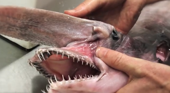 This is definitely not an Earth creature! A "goblin shark" was spotted in the deep sea of Australia This is definitely not an Earth creature! A "goblin shark" was spotted in the deep sea of Australia
