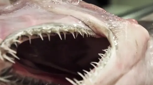 and its appearance has gone viral on the Internet. and its appearance has gone viral on the Internet.