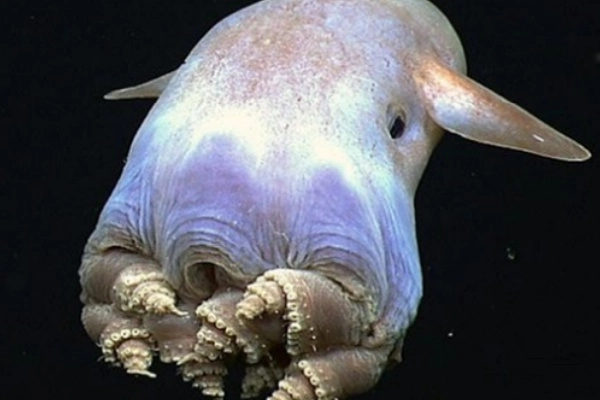 WARNING: 10 Scariest Sea Monsters That Actually Exist (Not Myths!)
