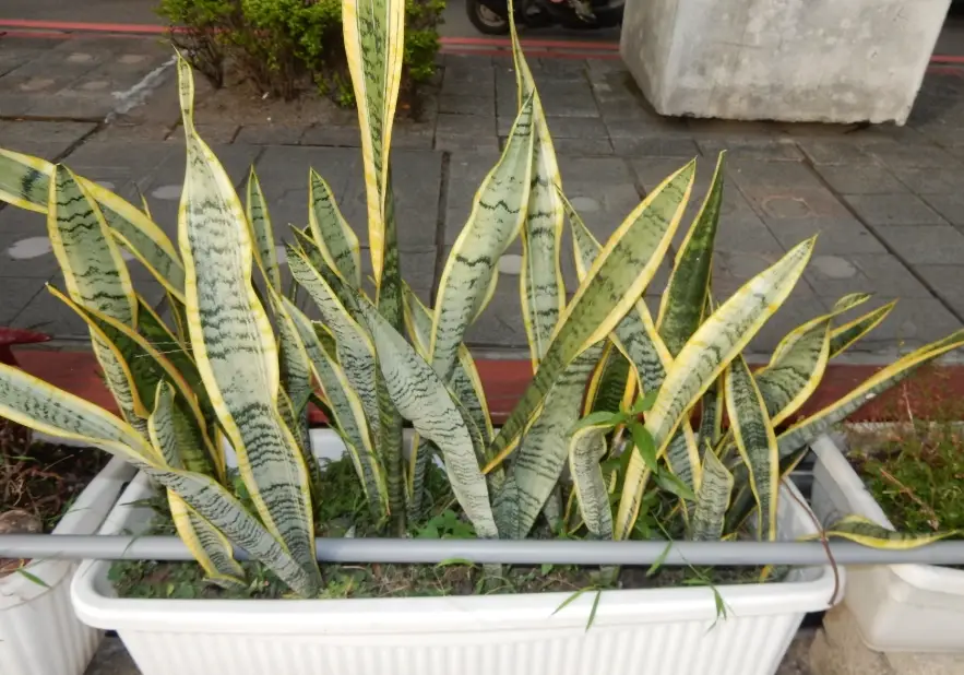 虎尾蘭曬太陽
