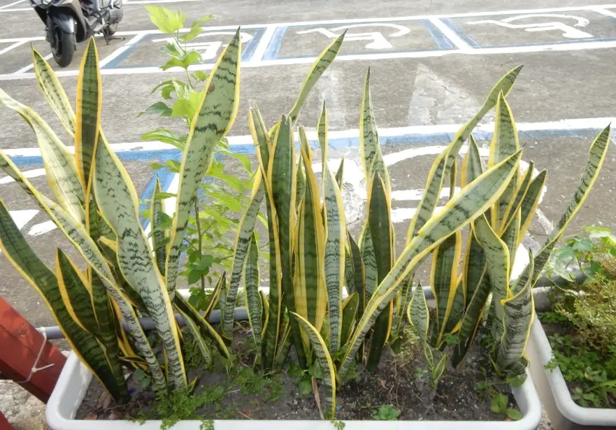 虎尾蘭葉子變黃