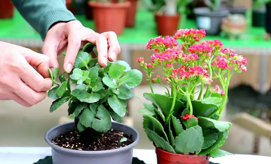 長壽花 不開花 長壽花 不開花